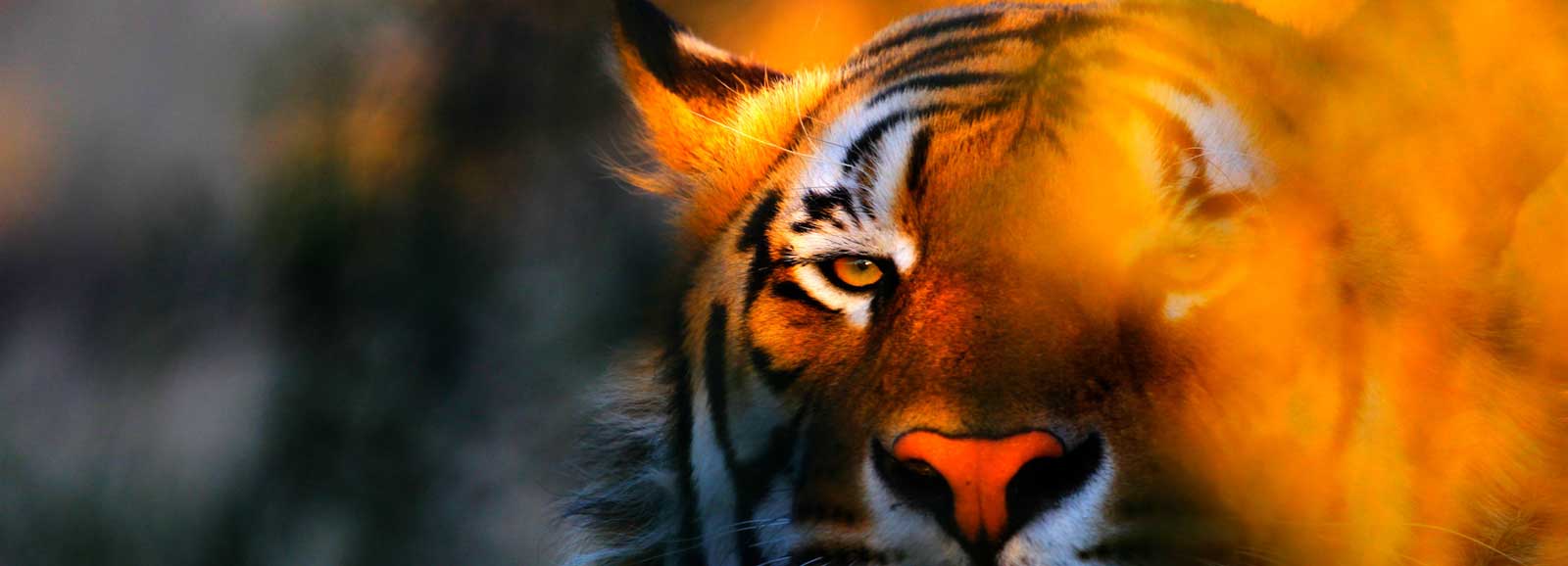 Golden Triangle Tour with Gwalior
